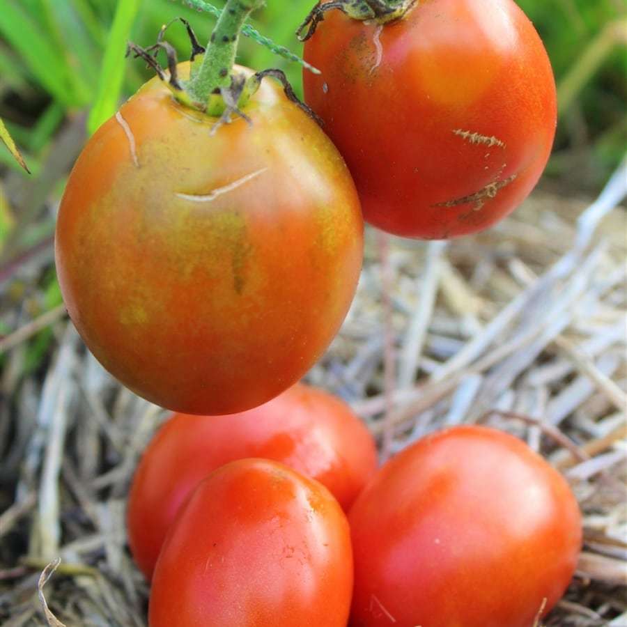 Grahams Good Keeper Tomato Fresh Gardening - $16.52
