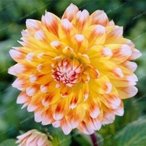20 Seeds For Gold Yellow White Tip Dahlia   - £13.12 GBP