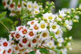 LimaJa YELLOWHORN TREE Xanthoceras Sorbifolium White Yellow Red Flower 5 Seeds - £4.77 GBP