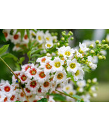 LimaJa YELLOWHORN TREE Xanthoceras Sorbifolium White Yellow Red Flower 5... - £4.78 GBP