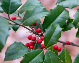 30 Seeds American Holly - £7.68 GBP