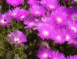 Lampranthus elegans - $3.49