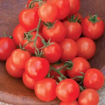 Burpee &#39;Sweetie&#39; Organic | Heirloom Red Cherry Tomato | 125 - £12.01 GBP