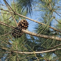 Pine Nut Tree Seeds Pinus Pinea Packet Of 2 Seeds US Seller Fast Shipping - £7.69 GBP