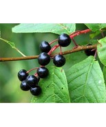 Common Bird Cherry - Prunus padus - 50 seeds (G 096) - £2.38 GBP