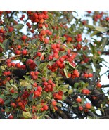 Siberian Crab Apple Malus Baccata Cold Hardy Showy Blooms Edible Favorit... - $10.99