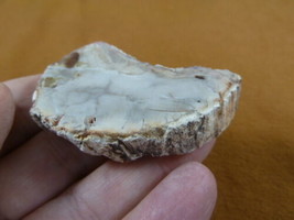 R805-11) genuine fossil Petrified Wood slice specimen Madagascar organic... - $14.95