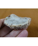 R805-11) genuine fossil Petrified Wood slice specimen Madagascar organic... - $14.95