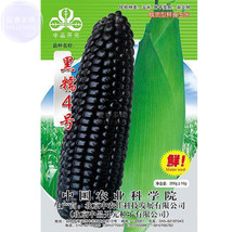 Giant Black Corn Glutinous Maize Hybrid High Yield Seeds, 200grams, super black  - £14.63 GBP