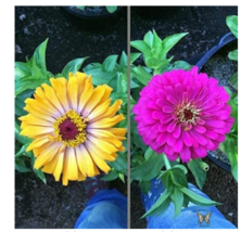 Mixed Zinnia Bonsai Pretty Pastel Colors Perennial Bonsai for Home Garden Charmi - £6.38 GBP