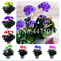 Worldwide Shipping 100 Pcs Geranium Bonsai Perennial Fleur Graine Geranium Flowe - £27.13 GBP