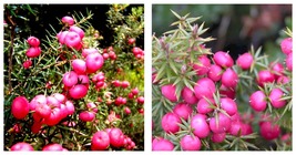 80 seeds / pack, Heirloom Pink Mountain Berry, Sweet Lemon Flavoured Berry - £35.84 GBP