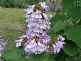 1000 Seeds Paulownia Seeds Chinese Royal Paulownia Fast Growing Princess Tree Ki - £6.73 GBP