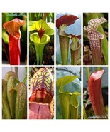 VCS 10 Mixed Pitcher Plant Sarracenia Carnivorous Red Purple Yellow Seed... - $21.66 CAD
