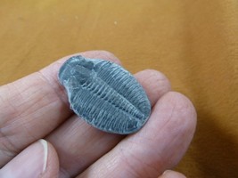 (F704-5) Trilobite fossil trilibites extinct marine arthropod I love fos... - $14.99