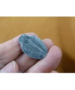 (F704-5) Trilobite fossil trilibites extinct marine arthropod I love fos... - $14.99
