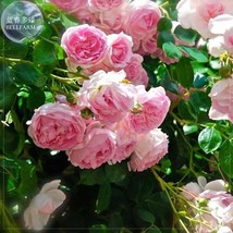 Rose Heirloom Climbing Flower Seeds 50 Seeds Strong Fragrant Attracting Bees But - £5.54 GBP