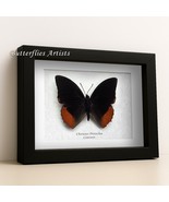 Flame Bordered Charaxes Protoclea Emperor Butterfly Framed Entomology Sh... - $54.99