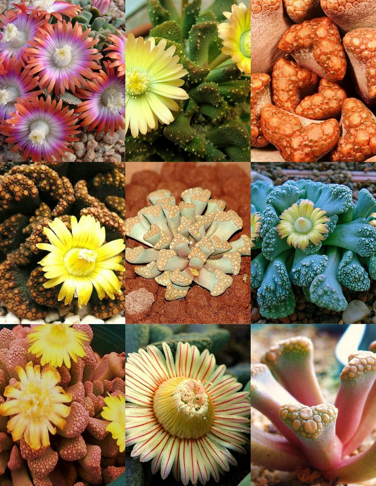 TITANOPSIS MIX, succulent cactus mixed living stones rocks plant seed100... - $25.92