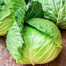 Fast Shipping 1000 Golden Acre Cabbage Seeds Fresh - £8.57 GBP