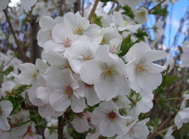 Snowgoose Flowering Cherry Tree image 7