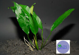 SEPTH Anubias Lanceolata-Freshwater Aquatic Live Plants - $5.99
