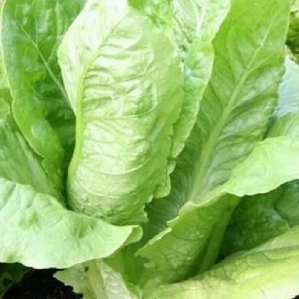 KS Parris Island Romaine Heirloom Organic Non Gmo Planting 100 Seeds  - $181.74 MXN