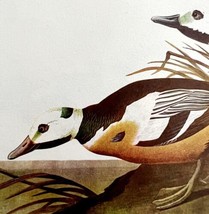 Steller&#39;s Eider Duck 1950 Lithograph Print Audubon Bird First Edition DW... - £23.91 GBP