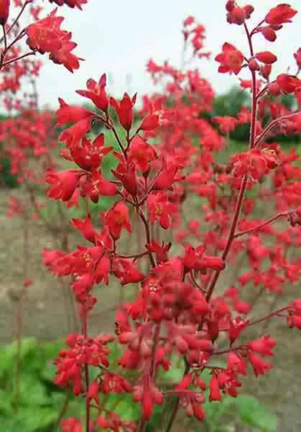 100 Heuchera Firefly Coral Bells Heuchera Sanguinea Red Flower Shade Seeds Usa S - £8.38 GBP