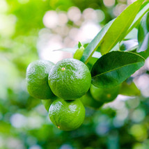 Mexican Key Lime Tree/Bush - 12-15&quot; Tall Live Plant, 5&quot; Pot, Citrus aurantifolia - £111.42 GBP+