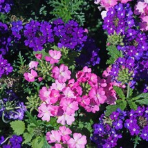 Rare Verbena Tenuisecta - Pack of 30 Seeds, Vibrant Garden Addition, Ide... - $6.50