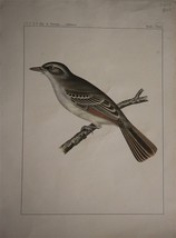 USPRR SURVEY C1860 Hand Colored Lithograph Flycatcher Bird California - £9.86 GBP