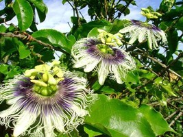 Passiflora Edulis Purple Passionfruit 20 Seeds Garden Beautiful USA Seller - £10.77 GBP