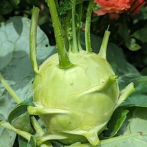 200 Early White Vienna Kohlrabi Seeds HạT Cool Weather Crops Seeds Openpollinate - £6.33 GBP