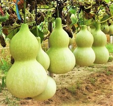 KKG Birdhouse Gourd Seeds Bird Bottle Calabash Asian Buddha Squash Fresh... - $7.89