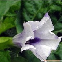 US Seller 20 Purple Angels Trumpet Datura Annual Flower Seeds Fast Shipping - $16.51