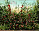 Vtg Postcard 1900s Yakima Valley Washington WA - Full Laden Appple Tree - £6.97 GBP