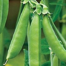 Super Sugar Snap Pea Seeds Organic US Fast Shipping - $36.94 MXN