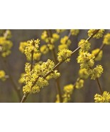 SPICE BUSH Pond Berry (Lindera benzoin ) qt pot Plant - $57.43 CAD