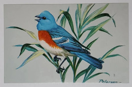 Postcard Lazuli Bunting Bird Western US and Mexico Peterson Reprint Artwork - £9.71 GBP