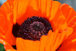 50 Prince Of Orange Poppy Seed Flower Perennial Papaver Orientale - £14.09 GBP