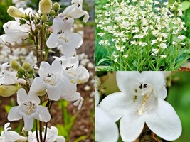 301+FOXGLOVE Beardtongue Native Wildflower Cut Flowers Seeds Container Garden - $13.00