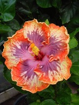 20 Orange Purple Hibiscus Seeds Flowers Perennial Flower - £7.87 GBP