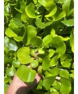 (20) Water Hyacinth Koi Pond Floating Plants Algae Shade 2-3” - $71.49