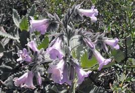 Best Eriodictyon Crassifolium | Thick Leaf Yerba Santa | 20 Seeds - $17.48