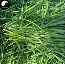 PWO Fresh Ryegrass Grass Semente 1000Pcs Plant Evergreen Forage Grass Ryegrass - $11.19