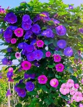 50+Tall Morning Glory Seeds Mix Climbing Vine Flower Fence Garden - $9.83 CAD