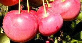 Sargent&#39;s crabapple apple fruit tree seedling fruit very hardy edible LI... - $36.99