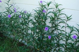 Mexican Petunias Seed Ruellia Brittoniana Blue Star 150 Seeds Garden Fresh USA S - £7.83 GBP