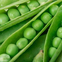 Fresh Garden Green Arrow Peas - Seeds - Non Gmo - Heirloom Seeds – Pea Seeds - $13.74